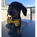 Haute Dox 'Shake 'N' Dog' Collar & Bow Tie